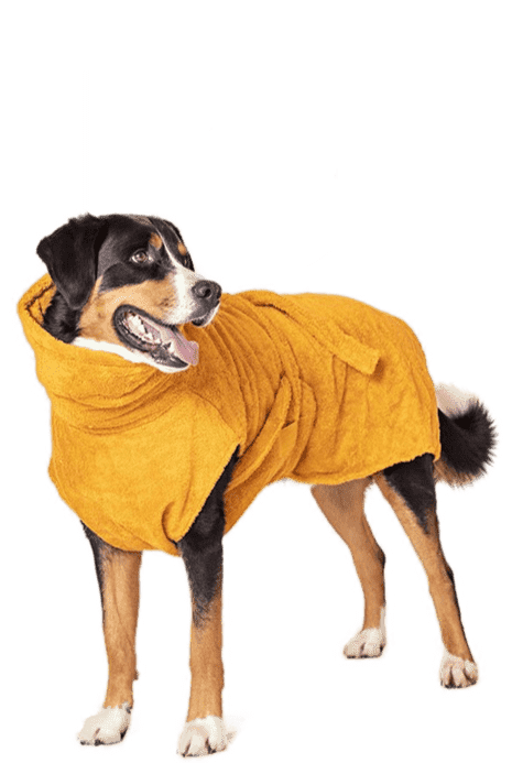 Dog in Towel